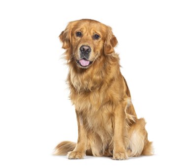 Golden retriever köpeği oturuyor ve soluk soluğa, beyaz arka planda izole edilmiş.