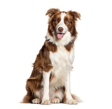 Sınır çoban köpeği soluk soluğa ve beyaz arka planda oturuyor