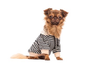 Küçük kahverengi melez köpek şık çizgili bir kapüşonlu giyiyor, beyaz bir arka fonda oturuyor ve poz veriyor.