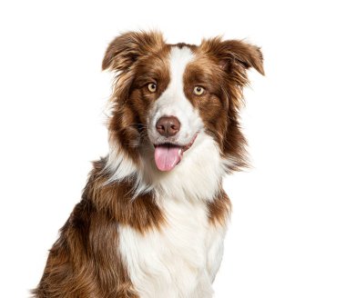 Mutlu sınır köpekleri soluk soluğa ve beyaz bir arka planda oturuyor.