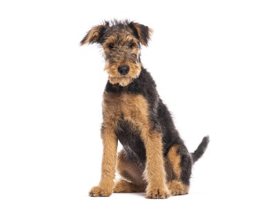 Sevimli Airedale Teriyeri köpek yavrusu bembeyaz bir arka planda oturuyor ve bekliyor.