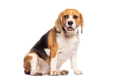 Kilolu av köpeği beyaz arka planda oturuyor ve nefes nefese.