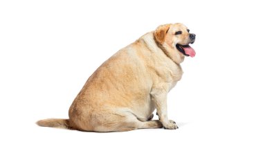 Şişman Labrador Retriever köpeği beyaz arka planda izole bir şekilde oturuyor ve nefes nefese.
