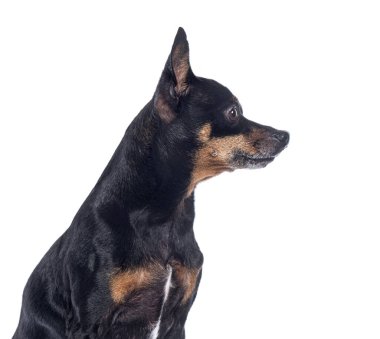 Minyatür Pinscher 'ın sağa bakan, beyaz üzerinde izole edilmiş yan görüntüsü