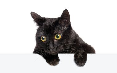 Beyaz bir bayrağın üzerinden bakan, beyaz tenli, sarı gözlü, meraklı kara kedi.