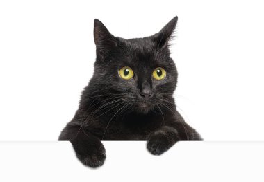 Beyaz bir bayrağın üzerinden bakan, beyaz tenli, sarı gözlü, meraklı kara kedi.