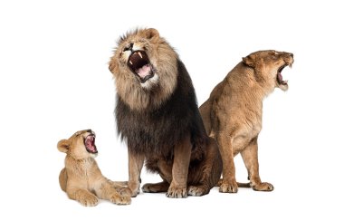 Aslan ailesi; erkek, dişi ve aslan birlikte, soyutlanmış. Vahşi kedi.