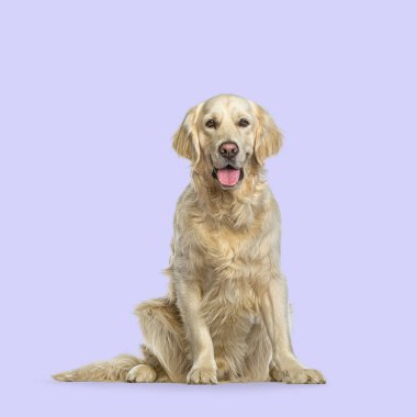 Golden Retriever mor arka planda oturuyor, nefes nefese ve ileriye bakıyor