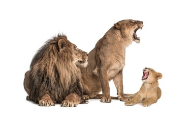 Aslan ailesi; erkek, dişi ve aslan birlikte, soyutlanmış. Vahşi kedi.