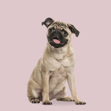 Sevimli köpek yavrusu soluk soluğa pembe arka planda oturuyor, mutlu ve rahat görünüyor.