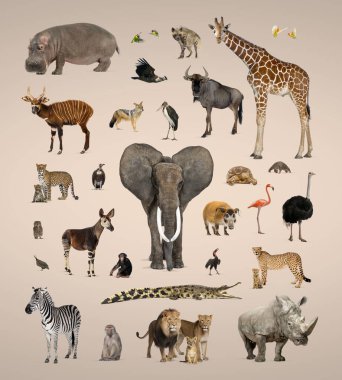 Büyük bir Afrika faunası grubu, safari yaban hayatı hayvanları arka arkaya izole edilmiş.