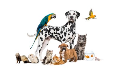 Bir Dalmaçyalı 'nın etrafında poz veren bir grup hayvan, köpek, kedi, gelincik, tavşan, kuş, balık, kemirgen...