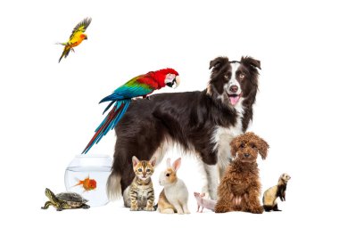 Sırtında papağan olan bir köpek etrafında poz veren bir grup evcil hayvan diğer ev hayvanları, kedi, gelincik, tavşan, kuş, balık, kemirgen