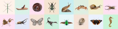 Colorful collage showcasing a variety of invertebrates, highlighting biodiversity in the animal kingdom clipart