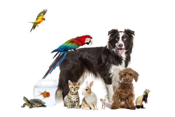Group of pets posing around a dog standing with a macaw on its back is surrounded by other common house pets,  cat, ferret, rabbit, bird, fish, rodent