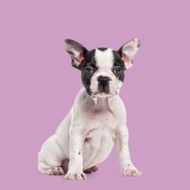 Şirin Fransız buldog köpeği oturuyor ve canlı mor bir arka planda bekliyor.