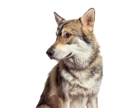 Beyaz bir arka planda izole bir şekilde kameradan uzağa bakan bir Amerikan kurt köpeğinin stüdyo görüntüsü.