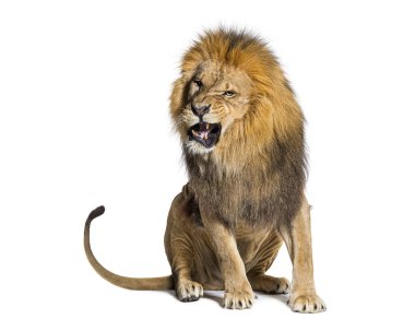 Yetişkin erkek aslan şiddetle kükreyerek oturuyor, beyaz üzerine izole edilmiş.