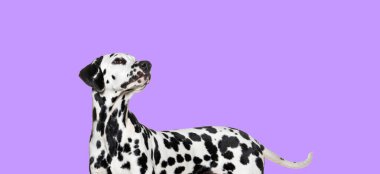 Pembe arka plana bakan Dalmaçyalı bir köpeğin yan görüntüsü, evcil hayvan projeleri için mükemmel.