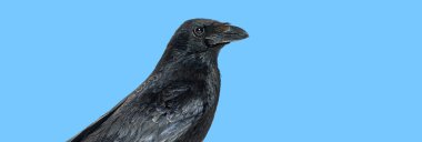 Mavi üzerinde bir Carrion Crow, corvus corone 'un yan görüntüsü.