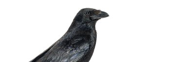 Leş üzerinde beyaz izole karga, corvus corone, yan görünüm