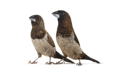 Erkek ve dişi toplum ispinozu, Lonchura striata domestica, Bengali ispinozu olarak da bilinir, beyazlar üzerinde soyutlanmıştır.