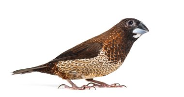 Toplum ispinozu, Lonchura striata domestica, ya da Bengali ispinozu, beyazlara bakıyor.