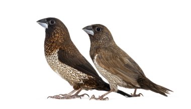 Erkek ve dişi toplum ispinozu, Lonchura striata domestica, Bengali ispinozu olarak da bilinir, beyazlar üzerinde soyutlanmıştır.
