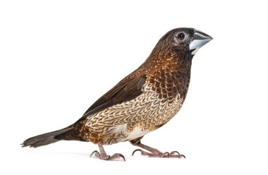Toplum ispinozu, Lonchura striata domestica, ya da Bengali ispinozu, beyaz üzerine izole edilmiş kameraya bakıyor.