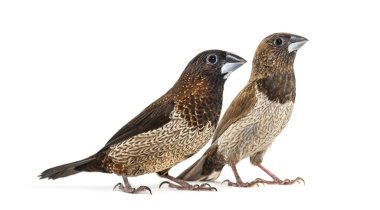 Erkek ve dişi toplum ispinozu, Lonchura striata domestica, Bengali ispinozu olarak da bilinir, beyazlar üzerinde soyutlanmıştır.