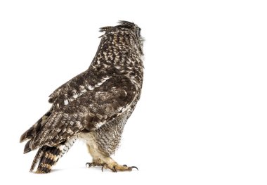 Benekli bir kartal baykuşunun yan görüntüsü, Bubo africanus, geriye bakıyor; beyaz üzerinde izole