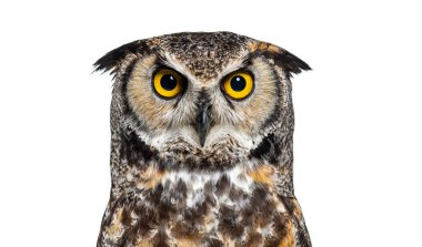 Boynuzlu baykuşun baş görüntüsü, Bubo virginianus saturatus, veya kameraya bakan kaplan baykuş, beyaz üzerine izole edilmiş.