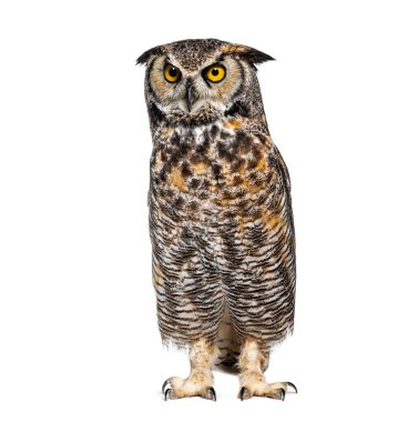 Büyük boynuzlu baykuş, Bubo virginianus saturatus, veya kaplan baykuş, beyaz üzerine izole edilmiş, büyük sarı gözleriyle ayakta ve aşağıya bakıyor.