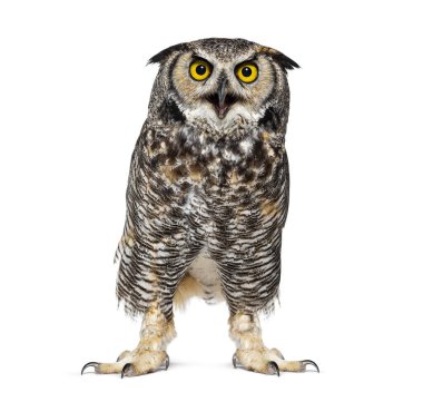 İfade veren ve görünen kızgın boynuzlu baykuş, Bubo virginianus saturatus, ya da kaplan baykuş, gagası açık, beyaz üzerinde izole.