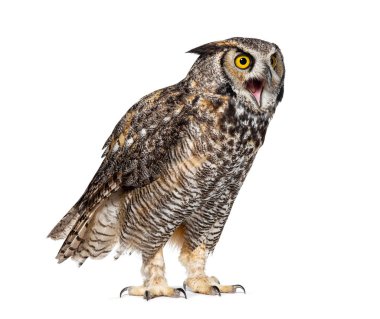 İfade veren ve görünen kızgın boynuzlu baykuş, Bubo virginianus saturatus, ya da kaplan baykuş, gagası açık, beyaz üzerinde izole.