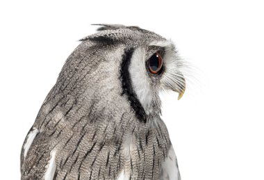 Kuzeyli beyaz yüzlü baykuş, Ptilopsis lökosit 'in kafa çekimi, başka yöne bakıyor.