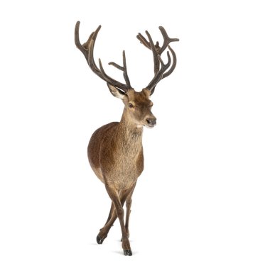 Gururlu kırmızı geyik geyiği, Cervus Elaphus, beyaz arka planda yürüyen büyük boynuzları olan.