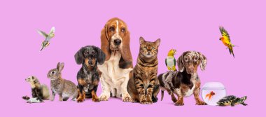 Köpekler, kediler, kuşlar, kemirgenler, balıklar ve sürüngenler de dahil olmak üzere bir grup evcil hayvan pembe bir arka planda birlikte poz veriyorlar.
