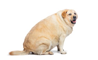 Şişman Labrador Retriever köpeği beyaz arka planda izole bir şekilde oturuyor ve nefes nefese.