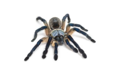 Tavuskuşu tarantulası, Poecilotheria metali, beyaz üzerine izole edilmiş.