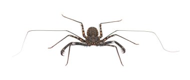 Damon Diadema, amblypygid türü, beyaz üzerinde izole edilmiş.