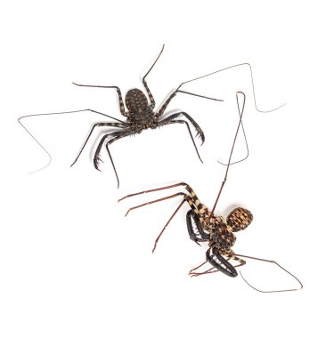 Damon Diadema, amblypygid türü, derisinin yanında duruyor; beyaz üzerinde izole edilmiş.