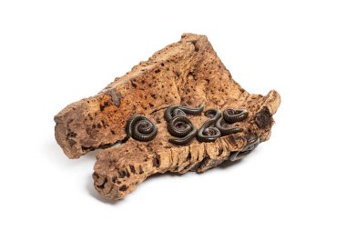 Mantar kabuğunda sürünen kırkayaklar beyaz arka planda izole edilmiş, omurgasızlar vahşi yaşam