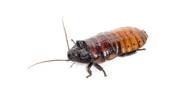 Madagascar hissing cockroach, Gromphadorhina portentosa, isolated on white
