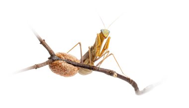 Dişi peygamber devesi dişisinin yanında, Sphodromantis türü, beyaz üzerinde izole edilmiş.