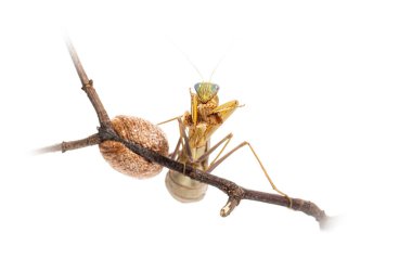 Dişi peygamber devesi, dişisinin yanında yemek yiyor, Sphodromantis türü, beyaz üzerine izole edilmiş.