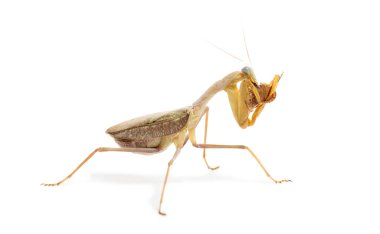 Mantid böceği yiyen bir peygamberdevesinin yan görüntüsü, Sphodromantis türü, beyaz üzerine izole edilmiş.