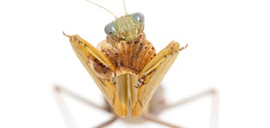 Dişi peygamber devesinin, beyaz bir böcek olan Sphodromantis türünü yediğini görüyoruz.