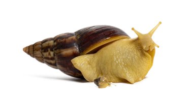 Küçük salyangoz Lissachatina Fulica 'lı dev bir Afrika kara salyangozunun beyaz arka planda emeklemesi, stüdyo çekimi.