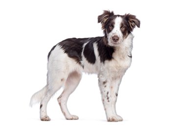 Sevimli melez köpek, beyaz bir arka planda soyutlanmış ve ileriye bakan bir çoban köpeği.